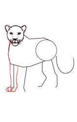 How To Draw A Cheetah (Side) Step By Step - Step 4