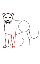 How To Draw A Cheetah (Side) Step By Step - Step 5