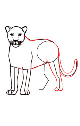 How To Draw A Cheetah (Side) Step By Step - Step 6