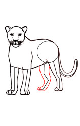 How To Draw A Cheetah (Side) Step By Step - Step 7