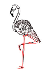 How to draw a flamingo step by step - Step 8