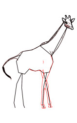 How to draw a giraffe step by step - Step 6