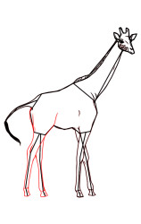 How to draw a giraffe step by step - Step 7