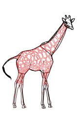 How to draw a giraffe step by step - Step 8