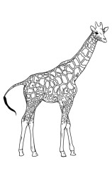How to draw a giraffe step by step - Step 9