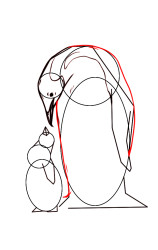 How to draw mother and baby penguins step by step? - Step 5