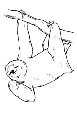 How to Draw a Sloth Step by Step - Step 8