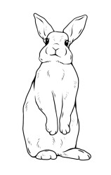 How to draw a bunny easy step by step - Step 7