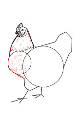How to draw a hen step by step - Step 5