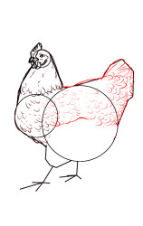 How to draw a hen step by step - Step 6