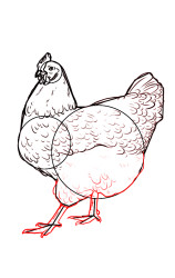 How to draw a hen step by step - Step 7