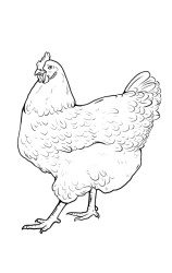 How to draw a hen step by step - Step 8