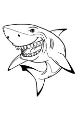 Step by step how to draw a shark - Step 10