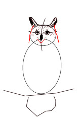 How to draw a owl step by step - Step 4