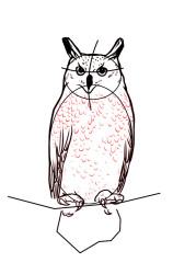 How to draw a owl step by step - Step 6