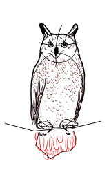 How to draw a owl step by step - Step 7