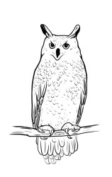 How to draw a owl step by step - Step 9