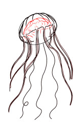 How to draw jellyfish step by step - Step 5