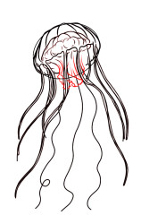How to draw jellyfish step by step - Step 6