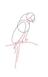 How to draw a parrot step by step - Step 2