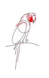 How to draw a parrot step by step - Step 3