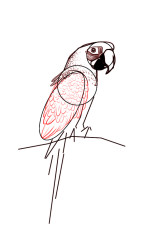How to draw a parrot step by step - Step 4