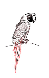 How to draw a parrot step by step - Step 6