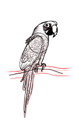 How to draw a parrot step by step - Step 7