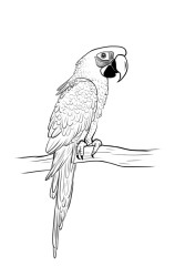 How to draw a parrot step by step - Step 8