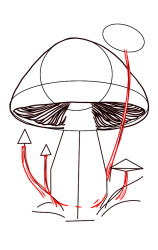 How to draw a mushroom step by step - Step 4
