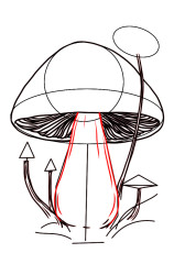 How to draw a mushroom step by step - Step 5