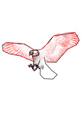 How to draw a eagle step by step - Step 5