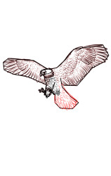 How to draw a eagle step by step - Step 6