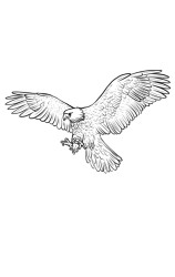 How to draw a eagle step by step - Step 7