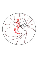 How to draw a peacock step by step - Step 3