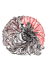 How to draw a peacock step by step - Step 8