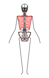 How to draw a skeleton step by step - Step 6