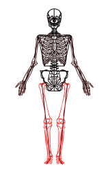 How to draw a skeleton step by step - Step 8