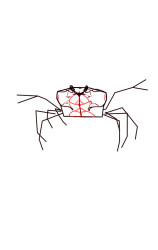 How to draw a crab step by step - Step 4