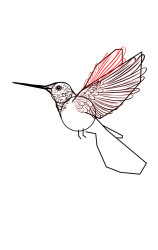 Step by step how to draw a bird - Step 5
