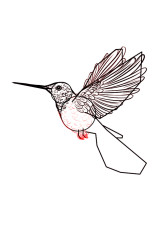 Step by step how to draw a bird - Step 6