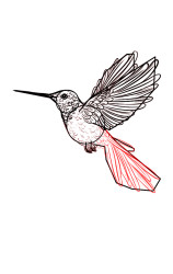 Step by step how to draw a bird - Step 7
