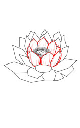 How to draw a lotus flower step by step - Step 4