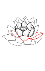 How to draw a lotus flower step by step - Step 5