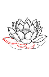 How to draw a lotus flower step by step - Step 8