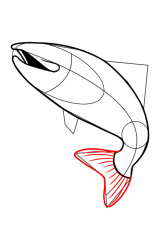 How to draw a trout - Step 5