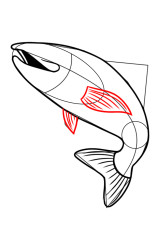 How to draw a trout - Step 6