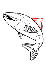 How to draw a trout - Step 7