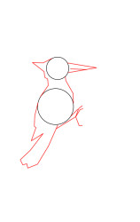 How to draw a woodpecker - Step 2