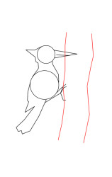 How to draw a woodpecker - Step 3